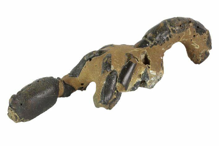 Fossil Mud Lobster (Thalassina) - Australia #95775
